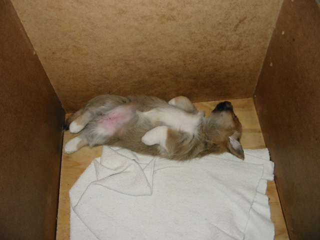 PUP
